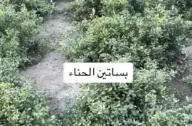 حناء وسدر المدينه , الصحة و الجمال, العناية بالشعر والتصميم