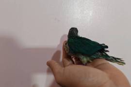 تبوك العلياء واحد , Pets, Parrot