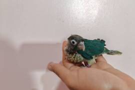 تبوك العلياء واحد , Pets, Parrot